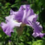 Iris germanica Perpetual Joy